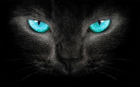 纯黑猫进家有什么预兆,要做些什么?猫主动来家中会有好运还是厄运? 纯黑猫进家有什么预兆,要做些什么?猫主动来家中会有好运还是厄运?