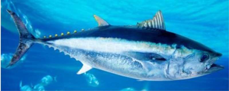 蓝鳍金枪鱼为什么贵，蓝鳍金枪鱼哪个部位最好吃