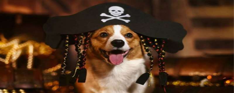 海盗狗是什么狗海盗狗什么梗