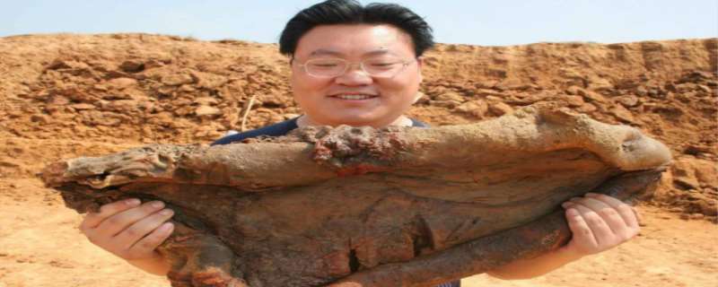 太岁是什么东西  太岁的功效和作用