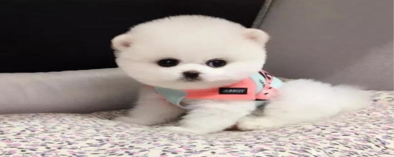 看家护院什么狗最好,什么狗最好养 看家护院什么狗最好,什么狗最好养