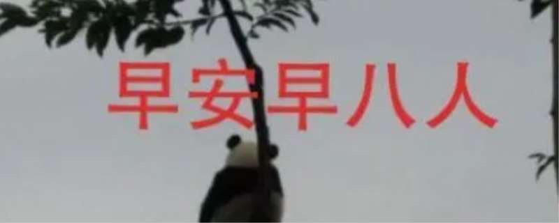 早八人是什么意思,早八人的来源 早八人是什么意思,早八人的来源