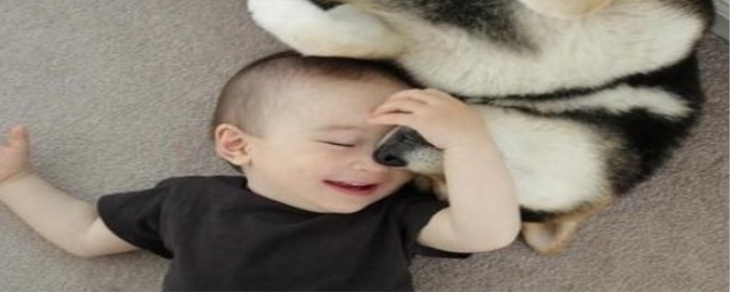 狗狗是怎么交配的,如何和狗狗相处 狗狗是怎么交配的,如何和狗狗相处