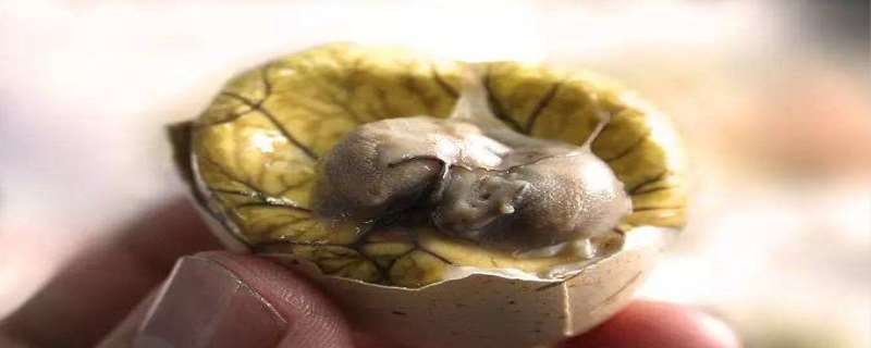 女人吃活珠子对卵巢好吗 女人吃活珠子有啥好处 女人吃活珠子对卵巢好吗 女人吃活珠子有啥好处