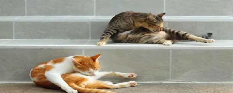 猫舔主人手什么意思 猫舔自己的毛是什么意思