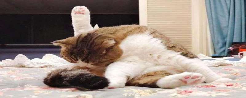 猫舔主人手什么意思 猫舔自己的毛是什么意思 猫舔主人手什么意思 猫舔自己的毛是什么意思