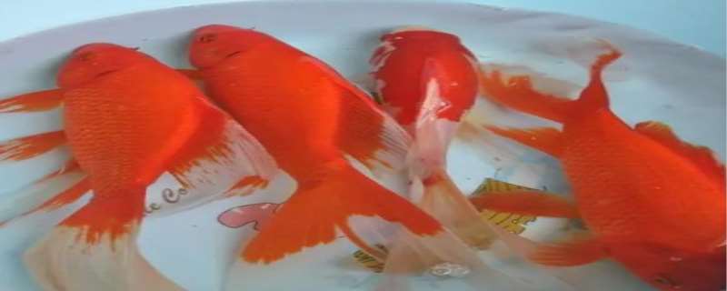 养几条鱼最招财 养什么鱼招财转运 养几条鱼最招财 养什么鱼招财转运