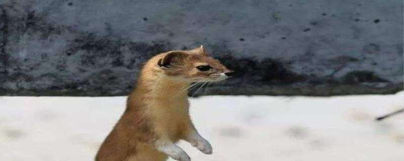 碰到黄鼠狼预示着什么 碰到黄鼠狼讨封咋办