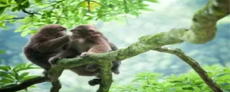 峨眉山的猴子为什么这么坏，峨眉山猴子能打它吗