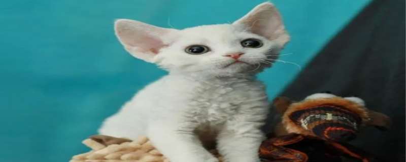 德文卷毛猫大概多少钱一只