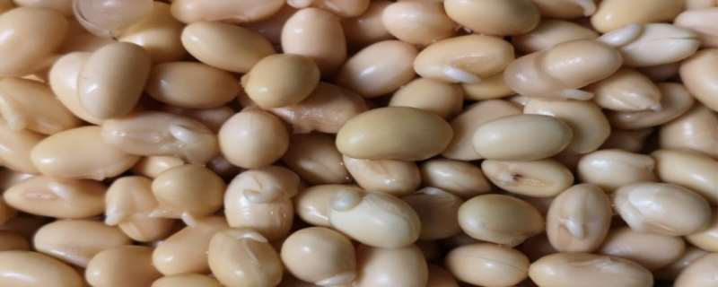 毛豆和黄豆是同一种东西吗,毛豆和黄豆的营养价值 毛豆和黄豆是同一种东西吗,毛豆和黄豆的营养价值