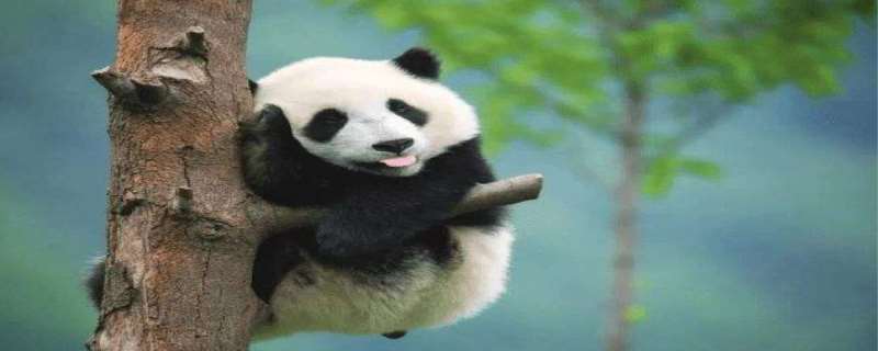 大熊猫为什么是国宝  大熊猫属于什么科动物