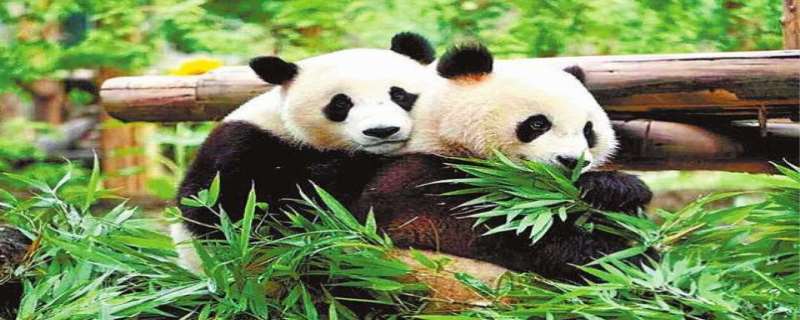 大熊猫为什么是国宝  大熊猫属于什么科动物