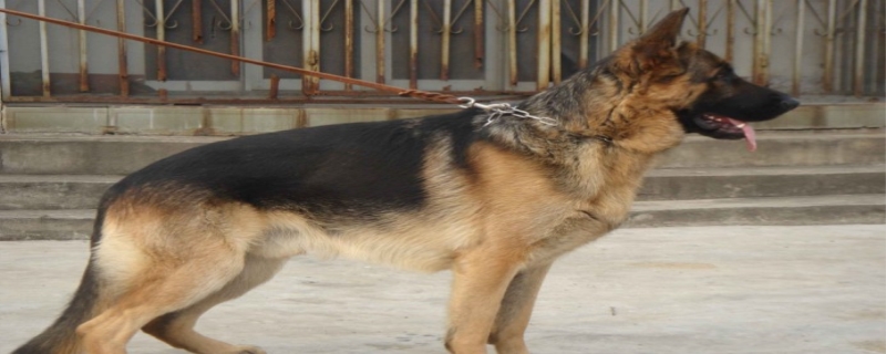 黑贝幼犬二到三个月是不是笼子里养 黑贝的寿命有多长