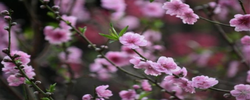 桃花癫是什么意思,桃花癫是什么症状