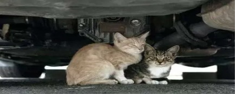 开车压到猫有什么预兆 开车压到猫怎么破解