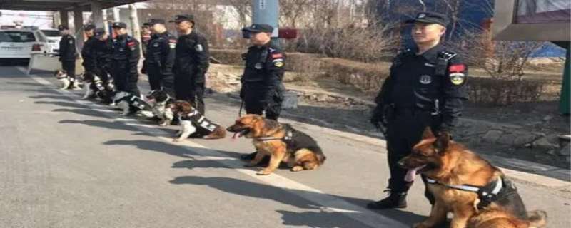 缉毒犬种类,缉毒犬会染上毒瘾吗 缉毒犬种类,缉毒犬会染上毒瘾吗