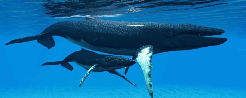 鲸鱼喷水的器官图片