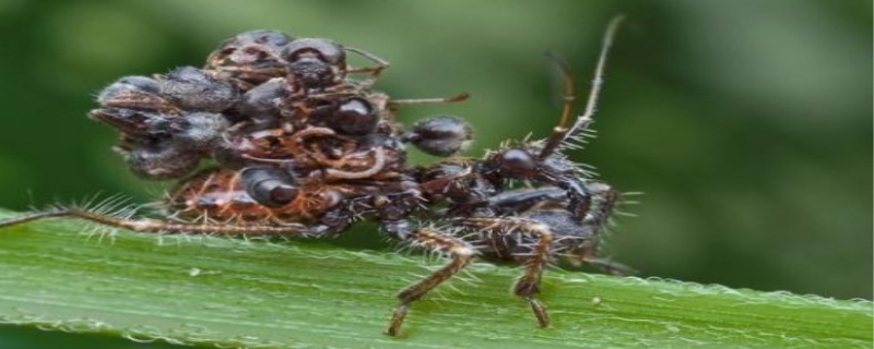 杀死蚂蚁最有效的办法,蚂蚁会冬眠吗
