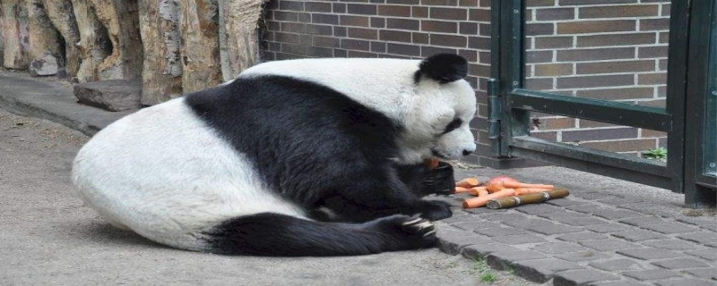 大熊猫吃竹子怎么消化 大熊猫吃肉吗