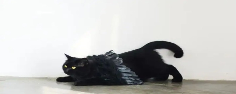 养黑猫有什么说法 养黑猫有什么避讳吗 养黑猫有什么说法 养黑猫有什么避讳吗