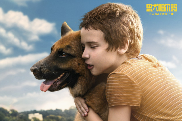《忠犬帕尔玛》826上映 总有生命为治愈你而来 《忠犬帕尔玛》826上映 总有生命为治愈你而来